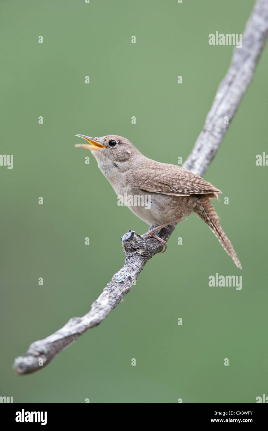 House Wren Singing bird songbird vertical Stock Photo Alamy