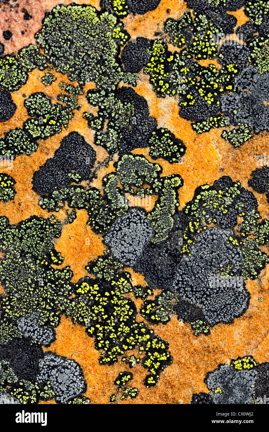 Rock lichen colonies on boulders brought down by a landslide, Jasper National Park, Alberta, Canada Stock Photo