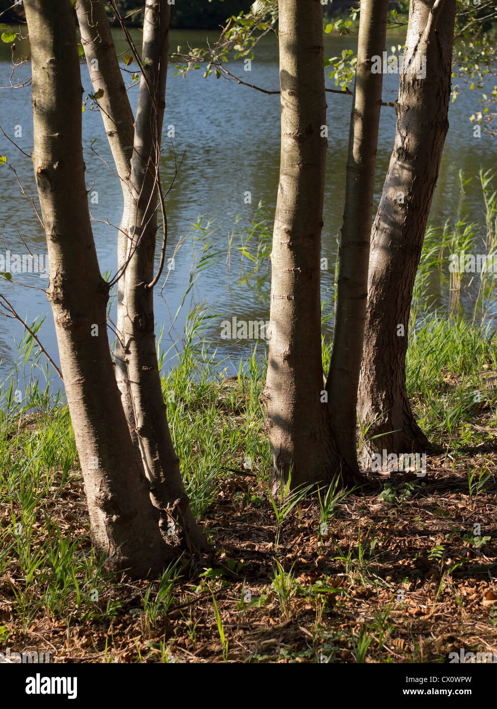 compton verney estate warwickshire Stock Photo Alamy