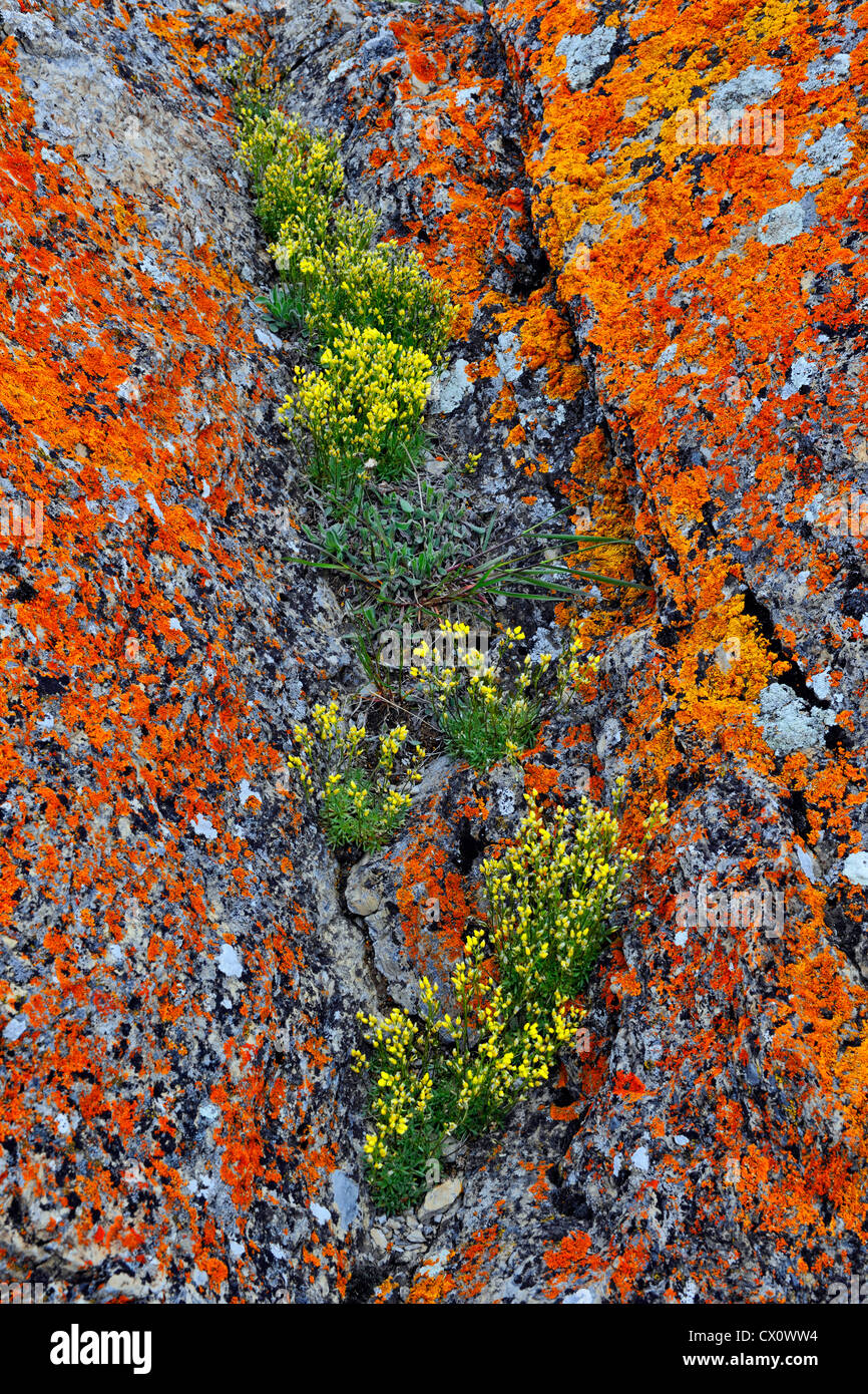 Orange lichen-covered erratic boulder and colony yellow Draba incerta Waterton Lakes National Park, Alberta, Canada Stock Photo