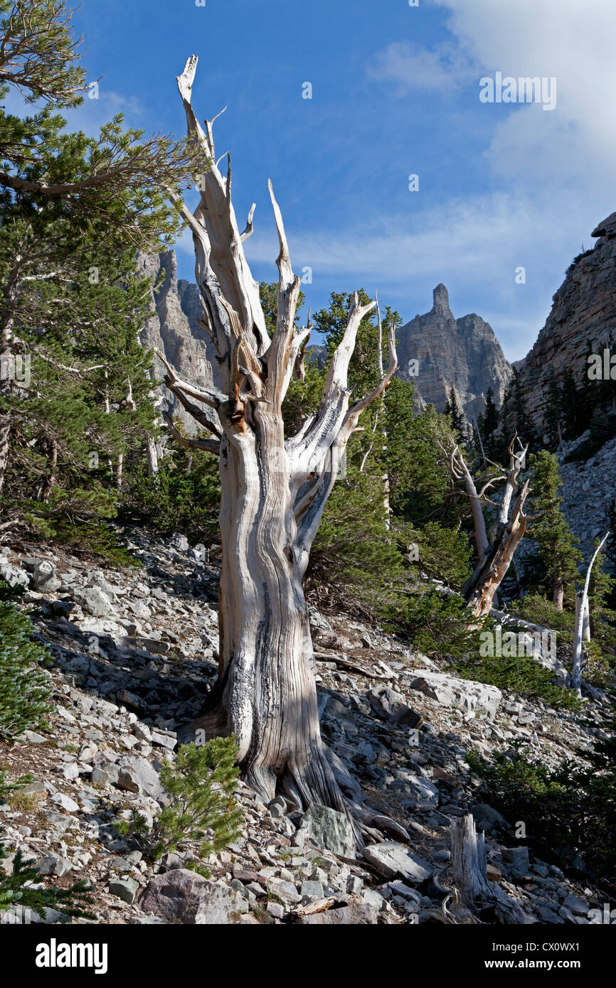 Bristlecone Pine trees stand amongst the talus below Wheeler Peak in Great Basin National Park. Stock Photo
