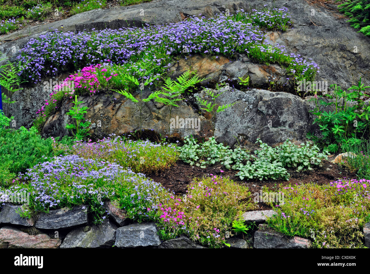 Rock garden with creeping phlox and bracken fern, Greater Sudbury, Ontario, Canada Stock Photo