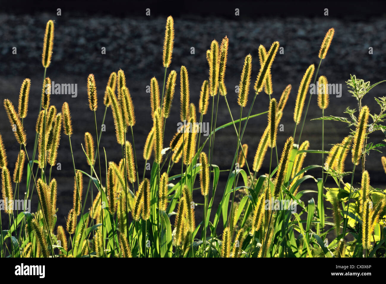 Ornamental grasses hi-res stock photography and images - Alamy