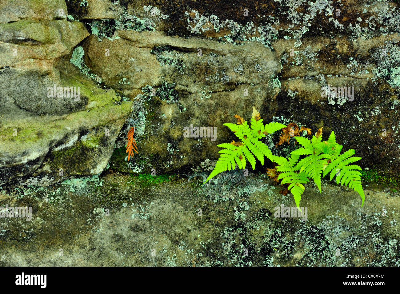 Sandstone rock face hi-res stock photography and images - Alamy