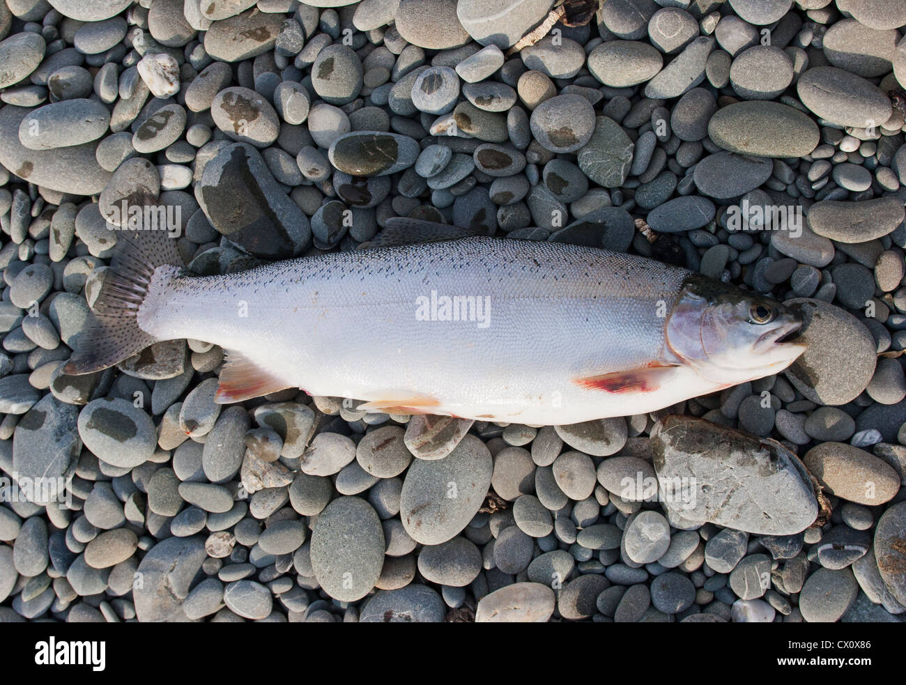 Sea run trout hi-res stock photography and images - Alamy