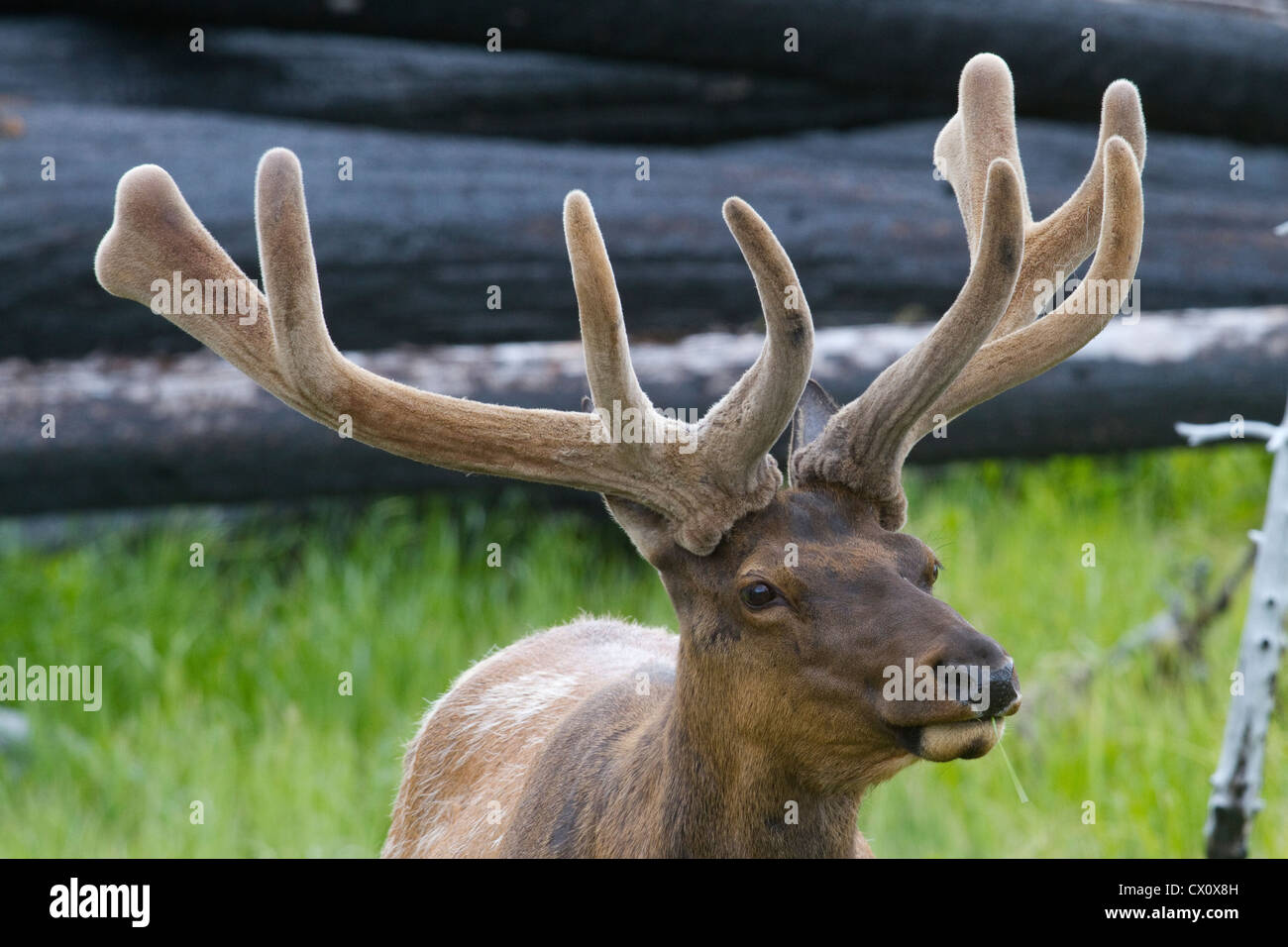 Elk fire hires stock photography and images Alamy