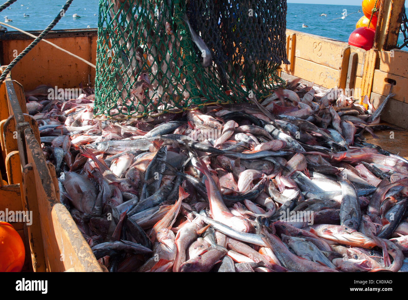 Haul from trawl net on a commercial fishing trawler Stock Photo Alamy