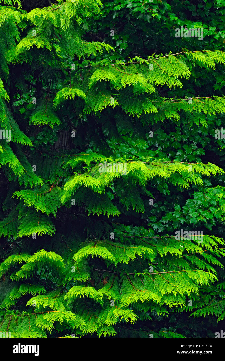 Western Red cedar boughs, Mount Revelstoke National Park, British Columbia, Canada Stock Photo
