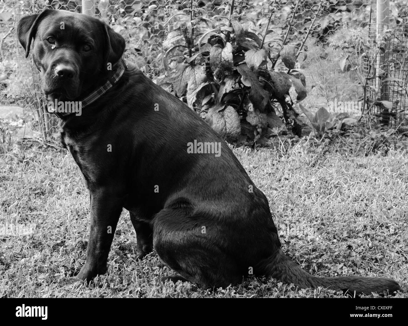 portrait of a black Labrador Stock Photo