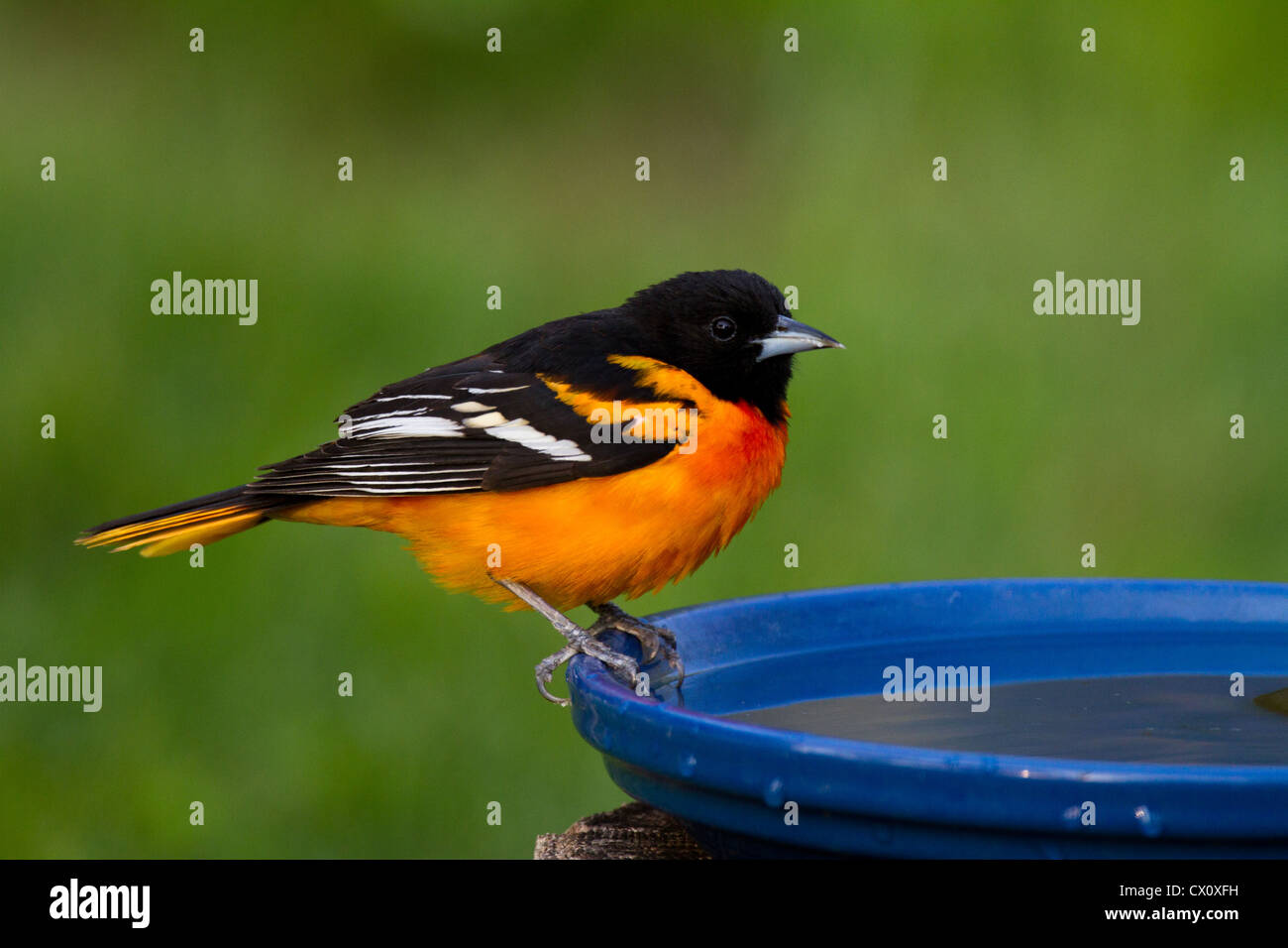 Baltimore Oriole perched on a bird bath Stock Photo - Alamy