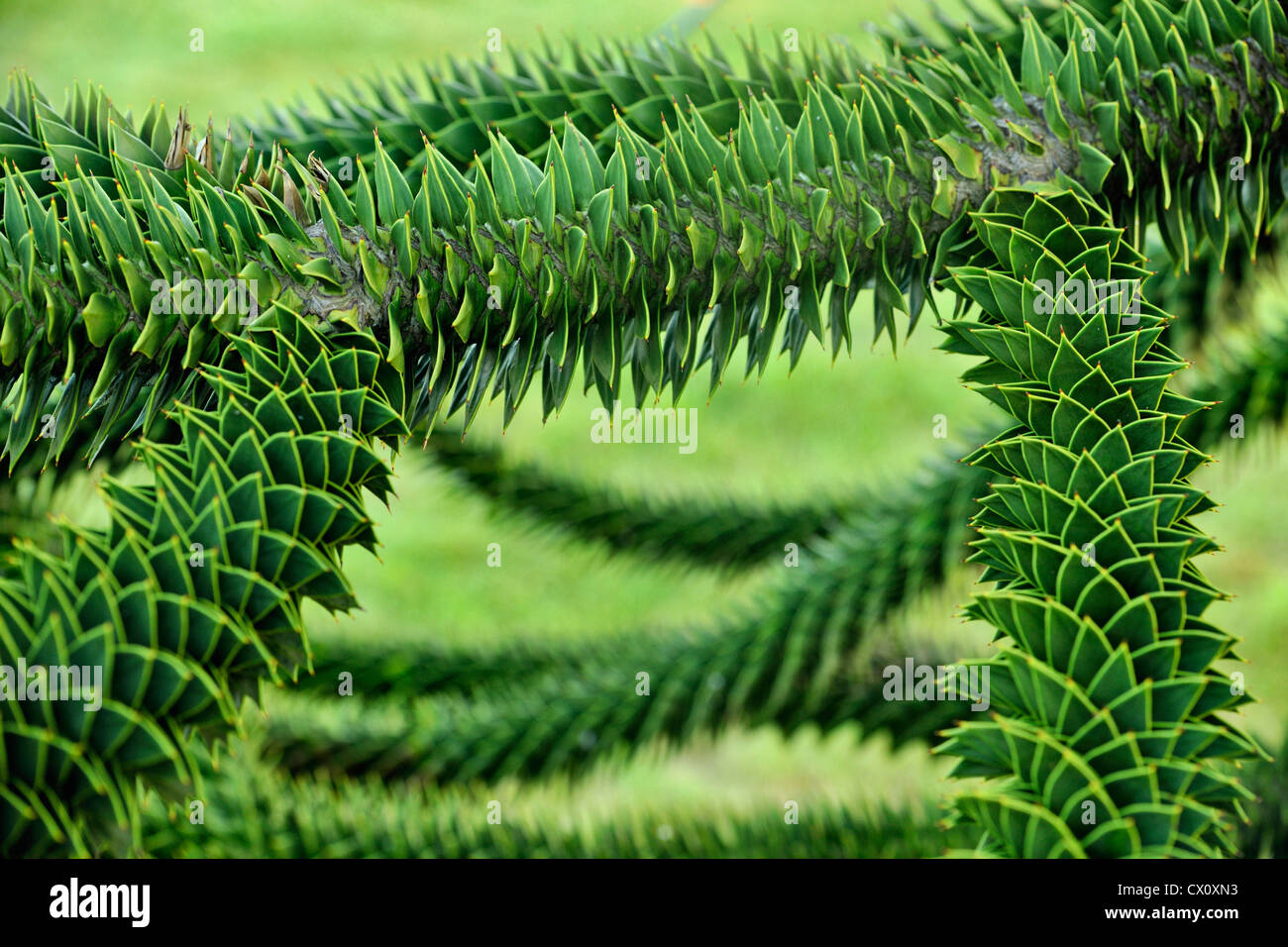 Monkey Tree Monkey puzzle tree hi-res stock photography and images - Alamy