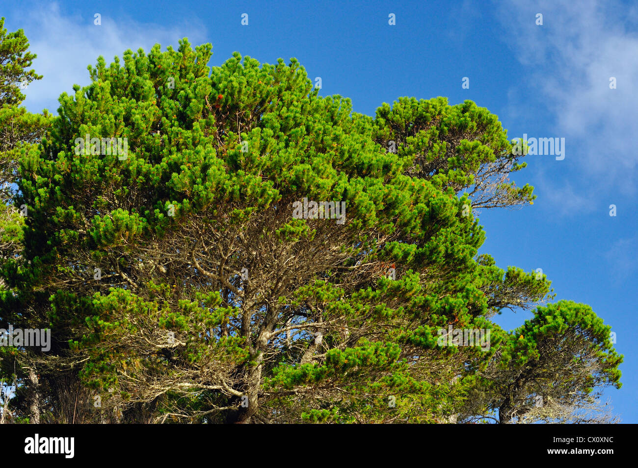 Shore Pine (Pinus contorta) growing on rocky outcrops on Hanson Island, Vancouver Island, BC, Canada Stock Photo