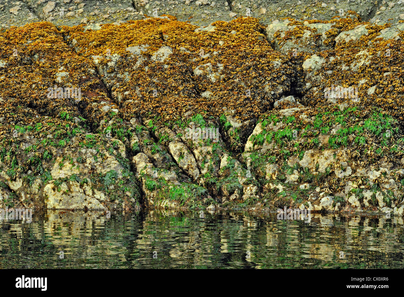 Sea lettuce and fucus stratified on rock wall of Hanson Island at low tide, Vancouver Island, BC, Canada Stock Photo
