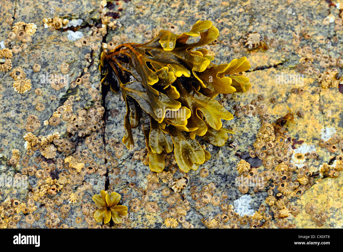 Pacific rockweed (Fucus distichus) at low tide, Vancouver Island, Hope Island, BC, Canada Stock Photo