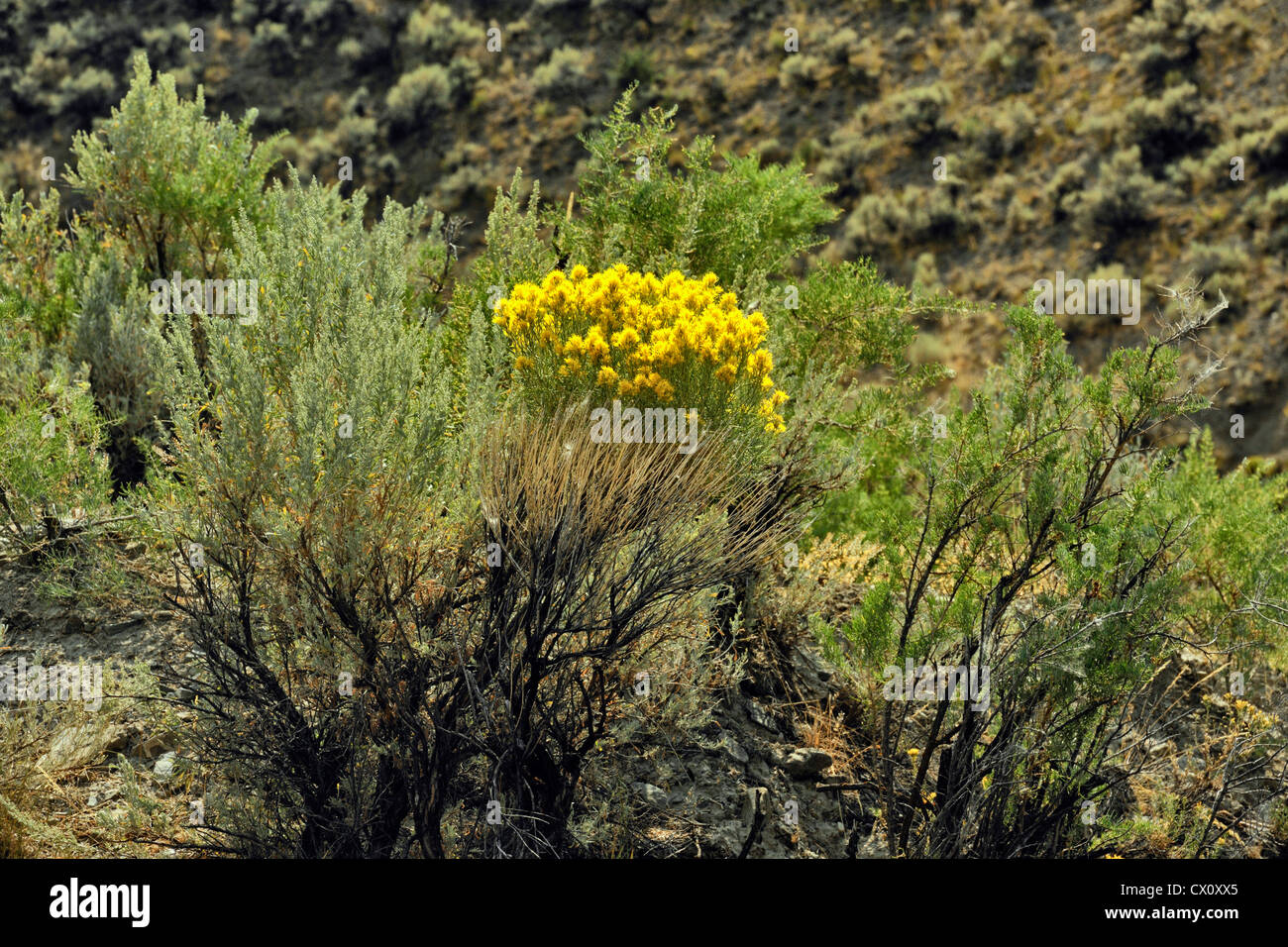 Rabbitbrush (Chrysothamnus nauseosus) in bloom among sage, Yellowstone National Park, Wyoming, USA Stock Photo