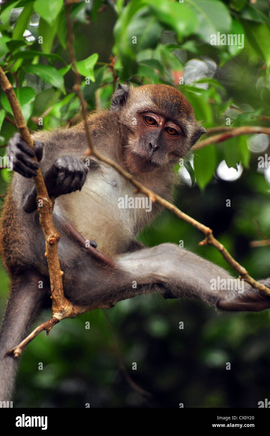 a monkey is resting on the branches in the jungle Stock Photo