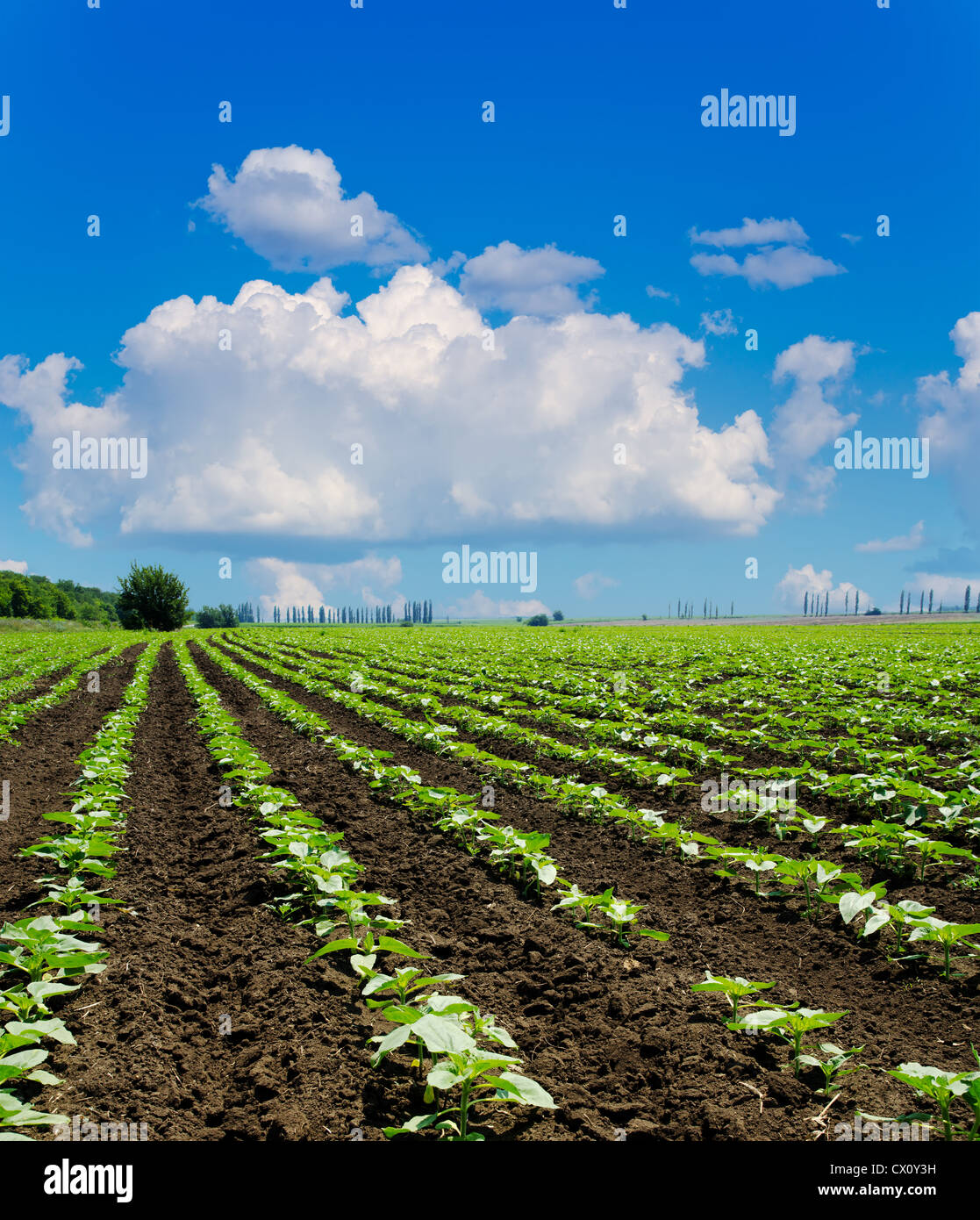 field with green sunflowers under deep blue sky Stock Photo - Alamy