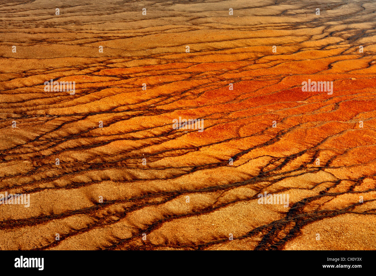 Thermophilic algae colonies near Grand Prismatic Spring, Yellowstone National Park, Wyoming, USA Stock Photo