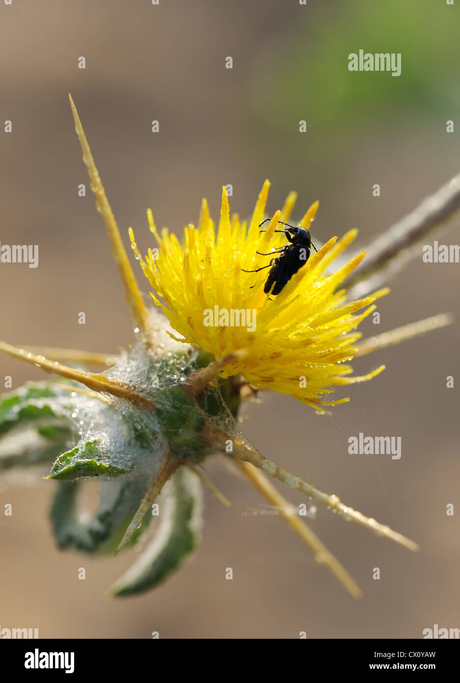 Black beetle on yellow flower of prickly plants. Stock Photo