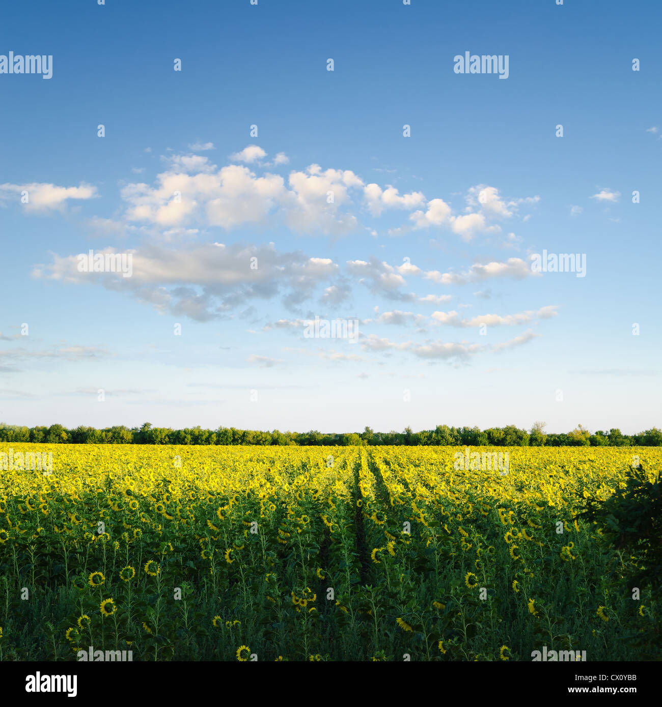 field with sunflowers under blue cloudy sky Stock Photo - Alamy