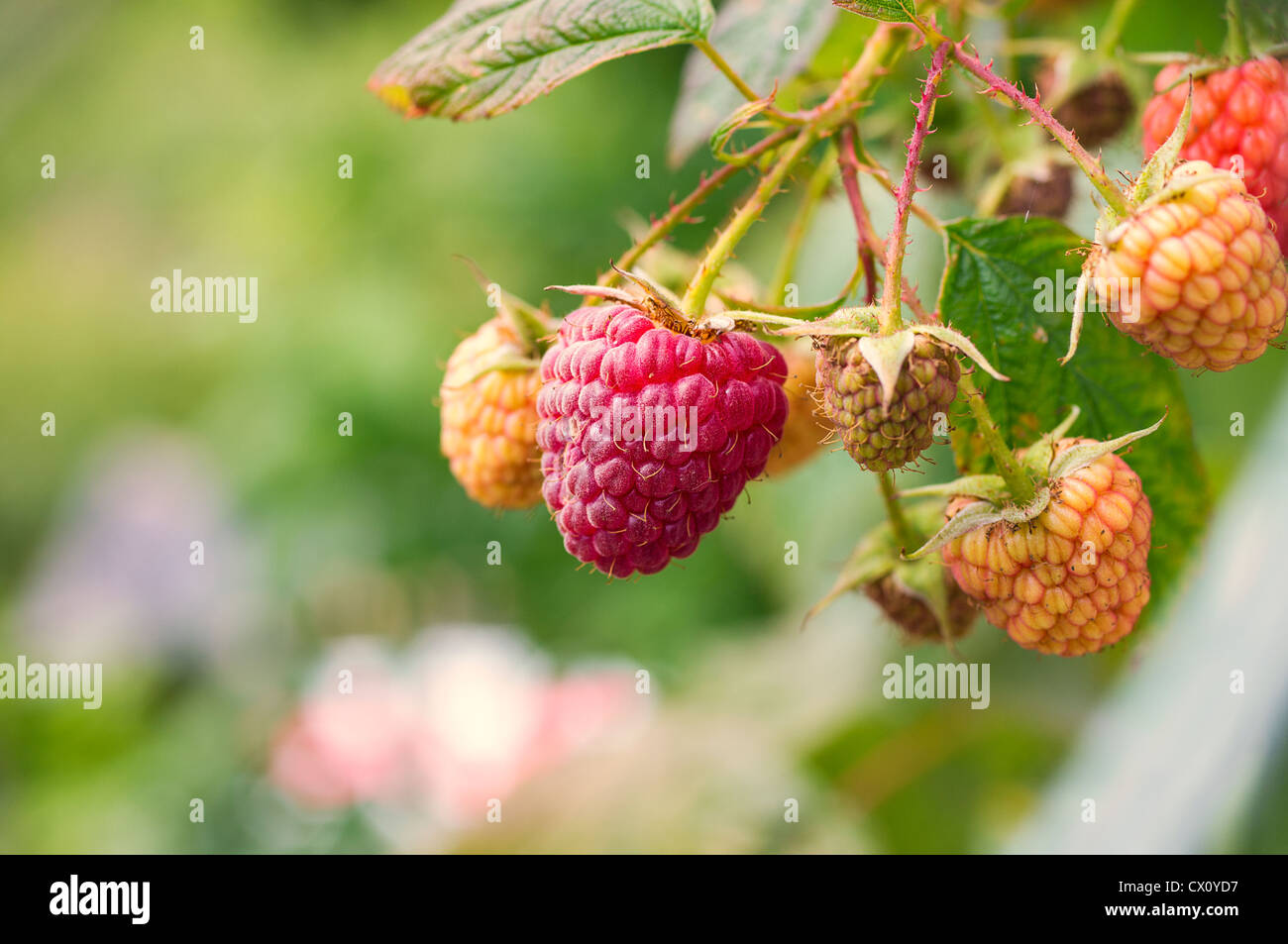 Amazing raspberry with great background colors Stock Photo - Alamy
