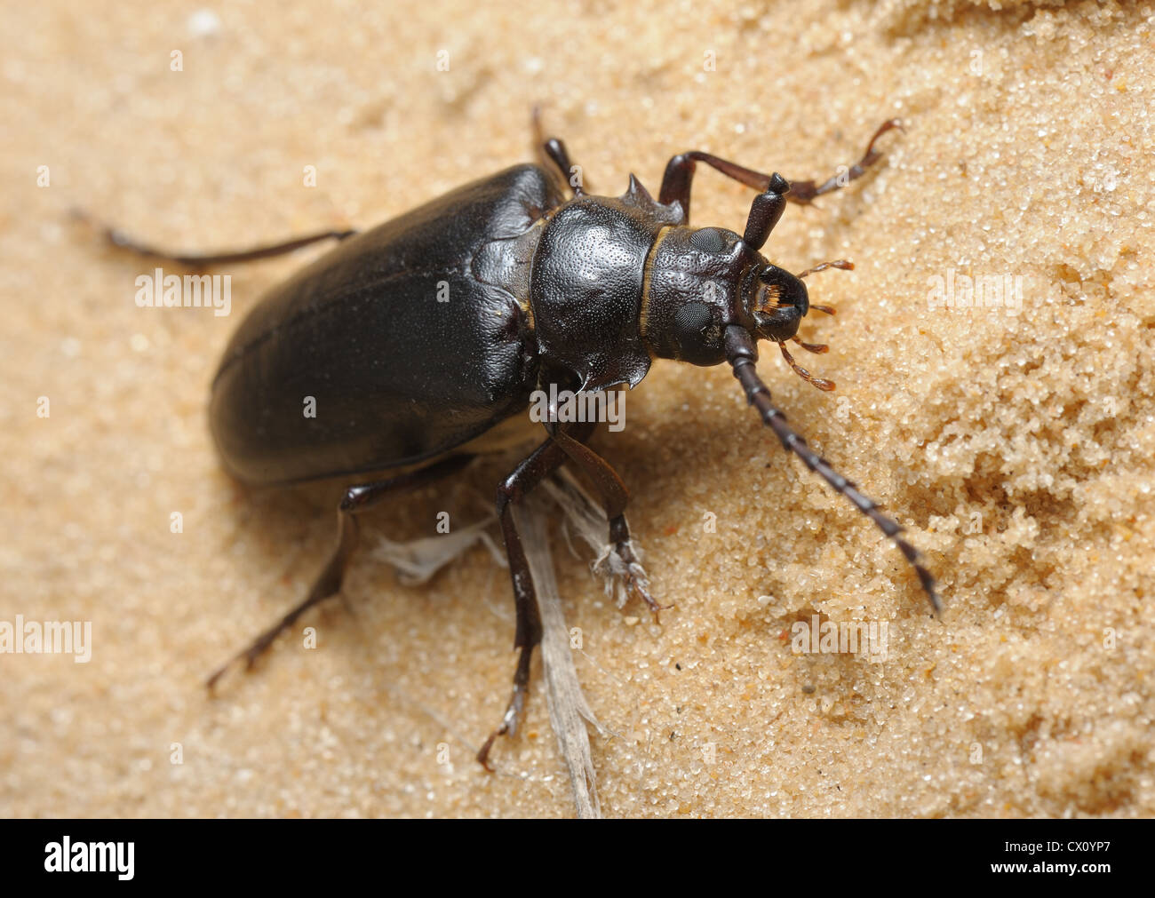Large brown longhorn beetle on the sand in Israel Stock Photo