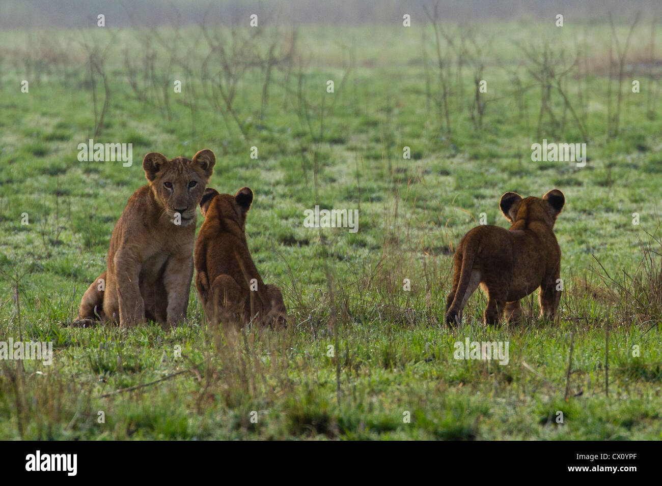 Three lion cubs (Panthera leo) playing , Queen Elizabeth National Park, Uganda Stock Photo