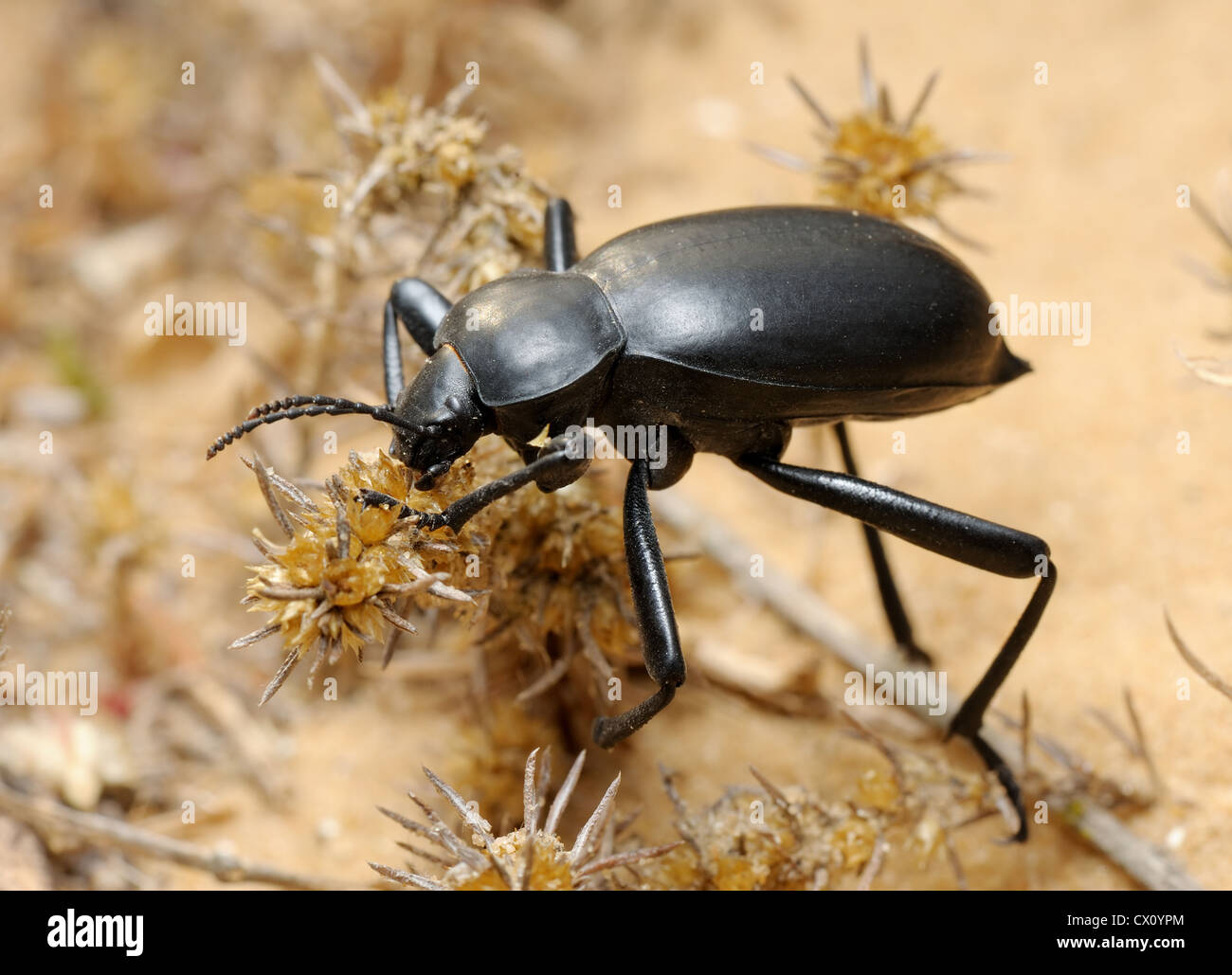 Darkling beetle in the desert, Israel Stock Photo Alamy