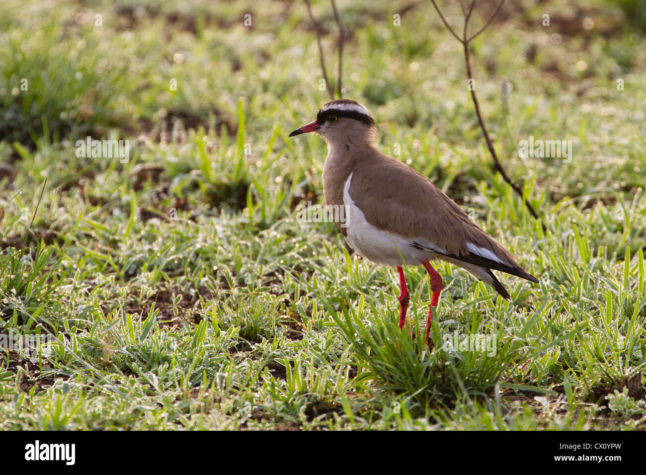 Crowned plover (crowned lapwing) (Vanellus coronatus), Queen Elizabeth ...