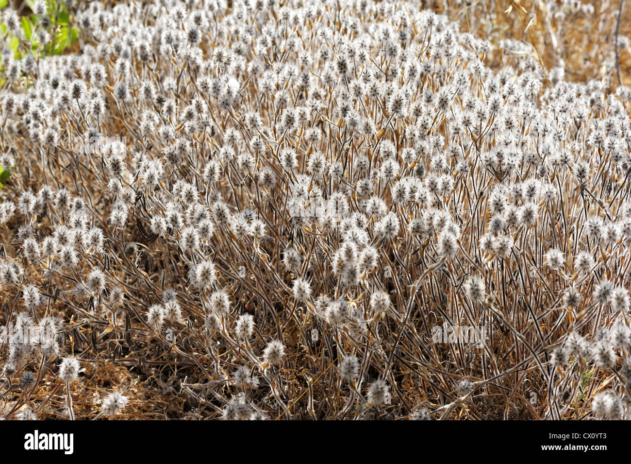 Plant with dense white hairs, Israel Stock Photo