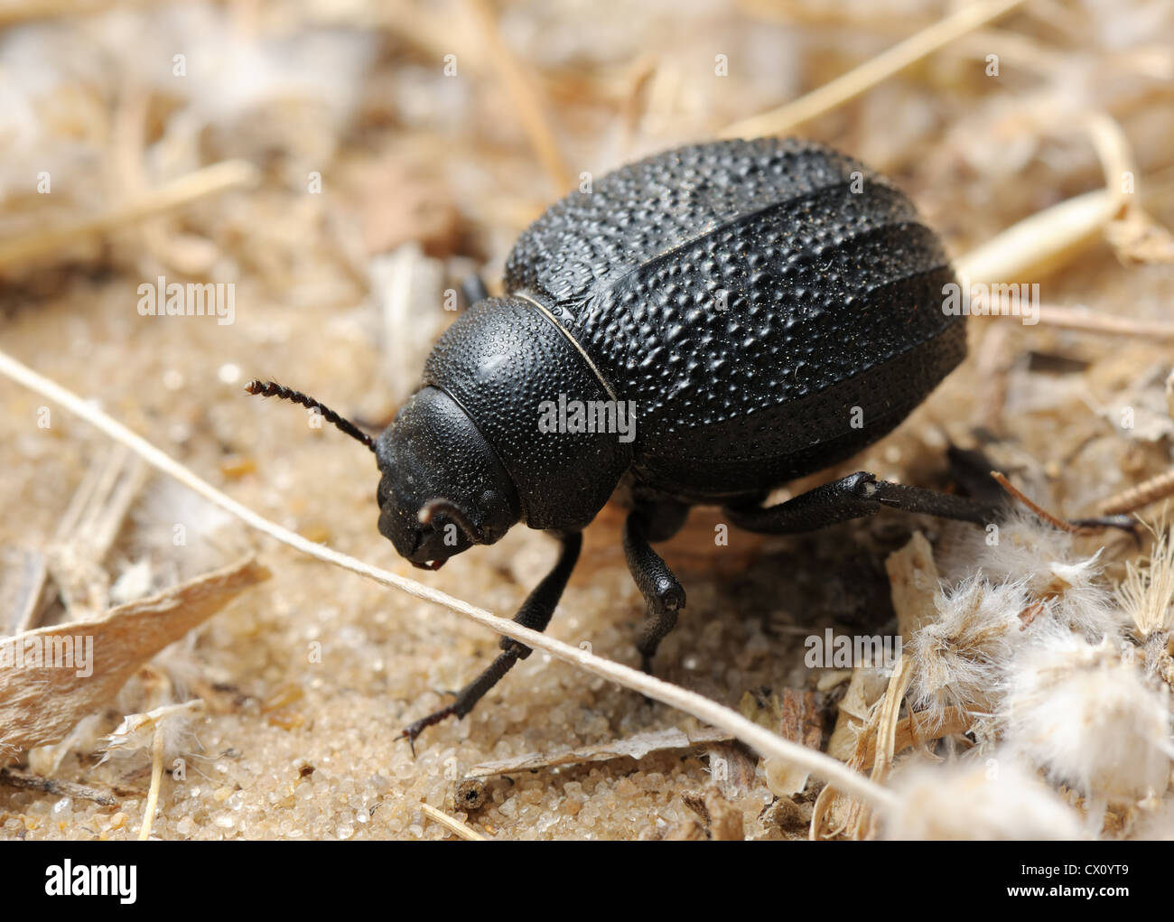 Darkling beetle in the desert, Israel Stock Photo Alamy