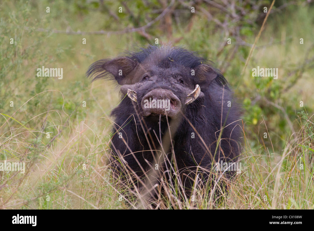 Giant Forest Hog (Hylochoerus meinertzhageni), Queen Elizabeth National