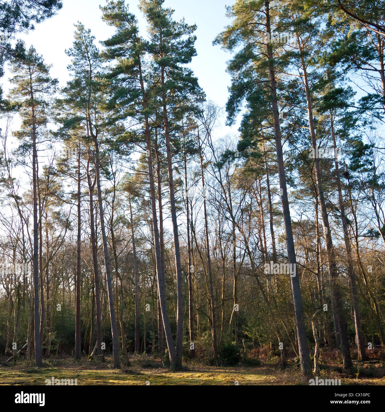 A collection of tall trees in the New Forest national park, Hampshire