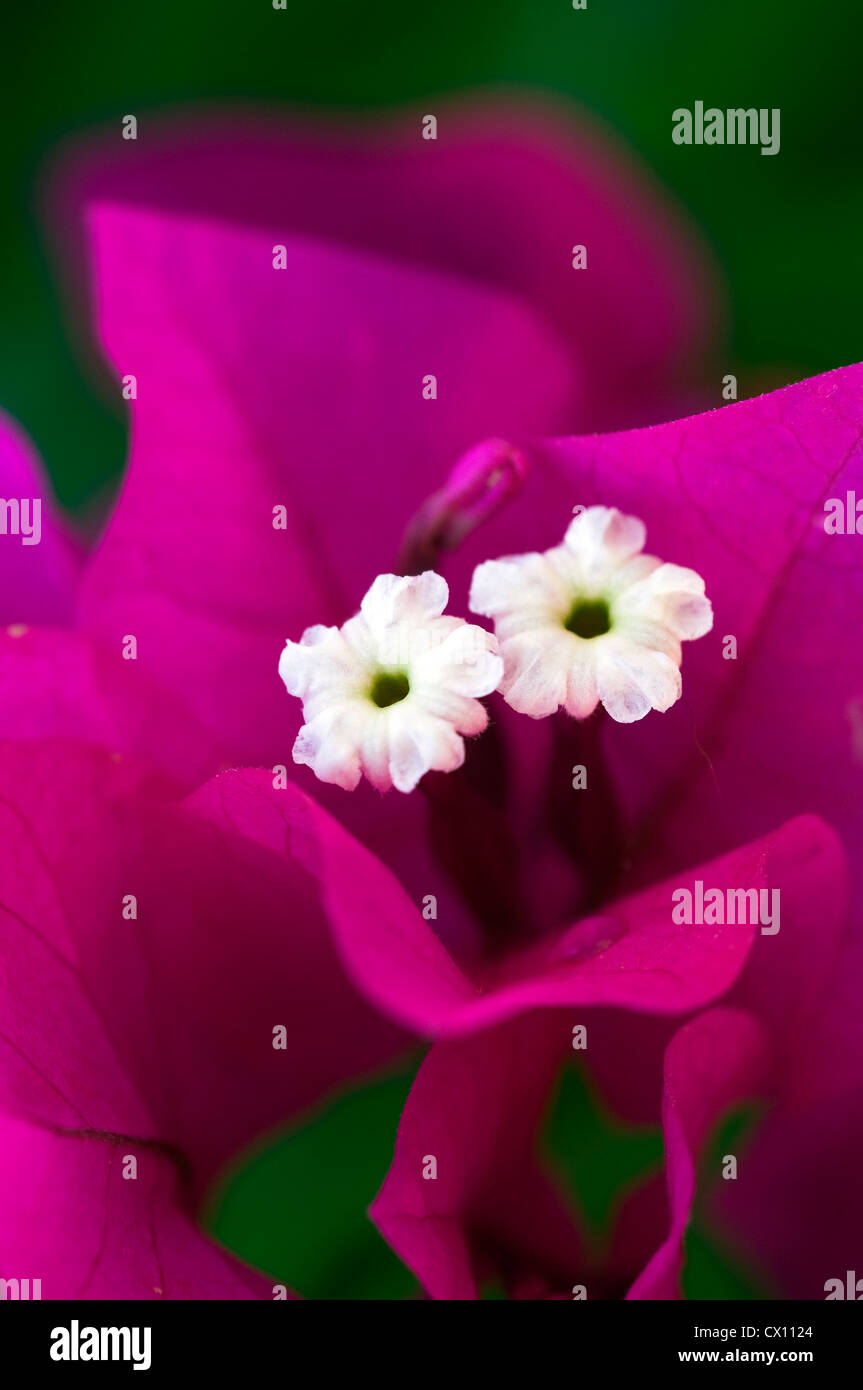 Close-up of white Bougainvilla flowers and purple bracts Stock Photo