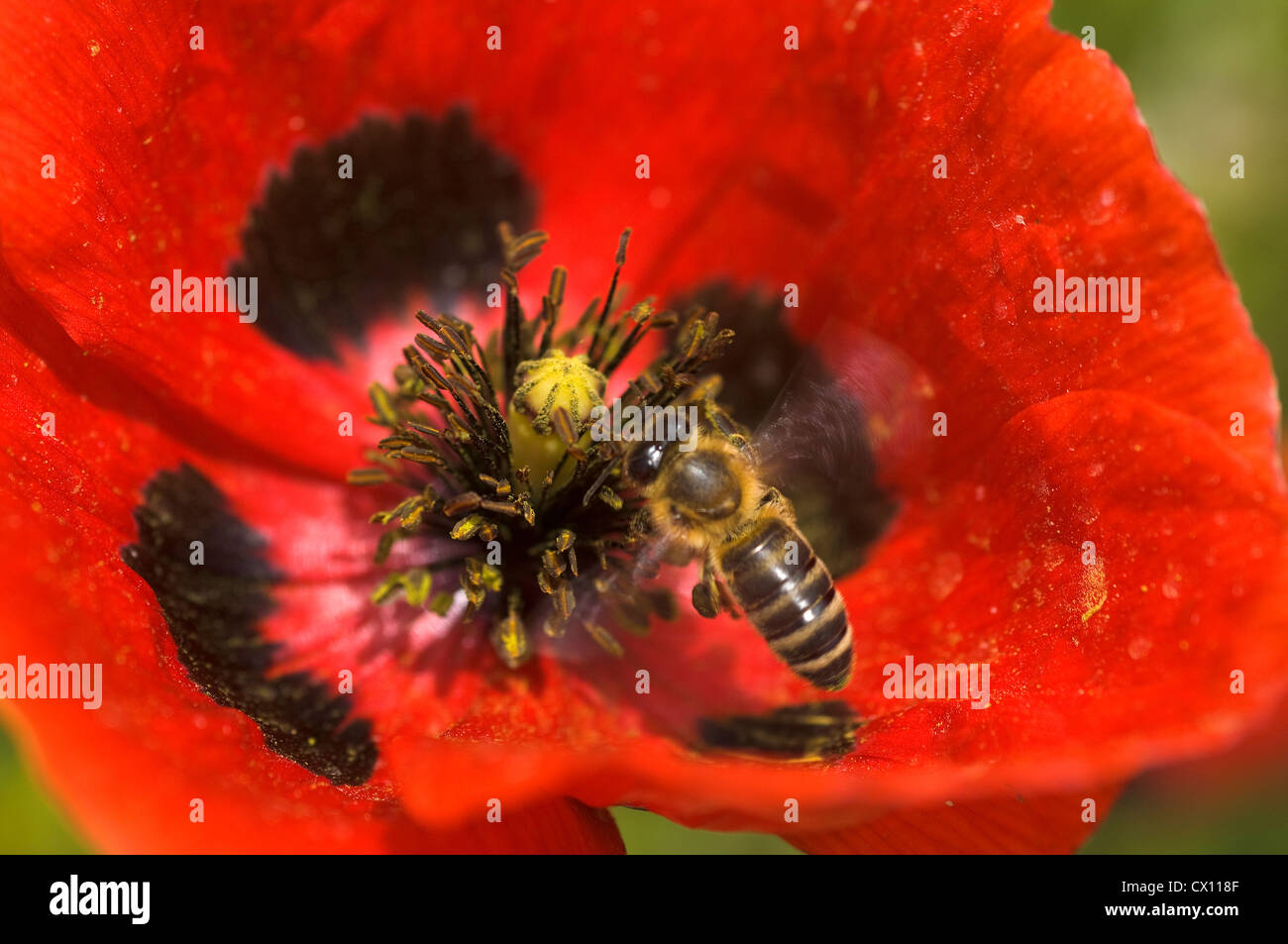 Close-up of red poppy (Papaver rhoeas) with honey bee Stock Photo