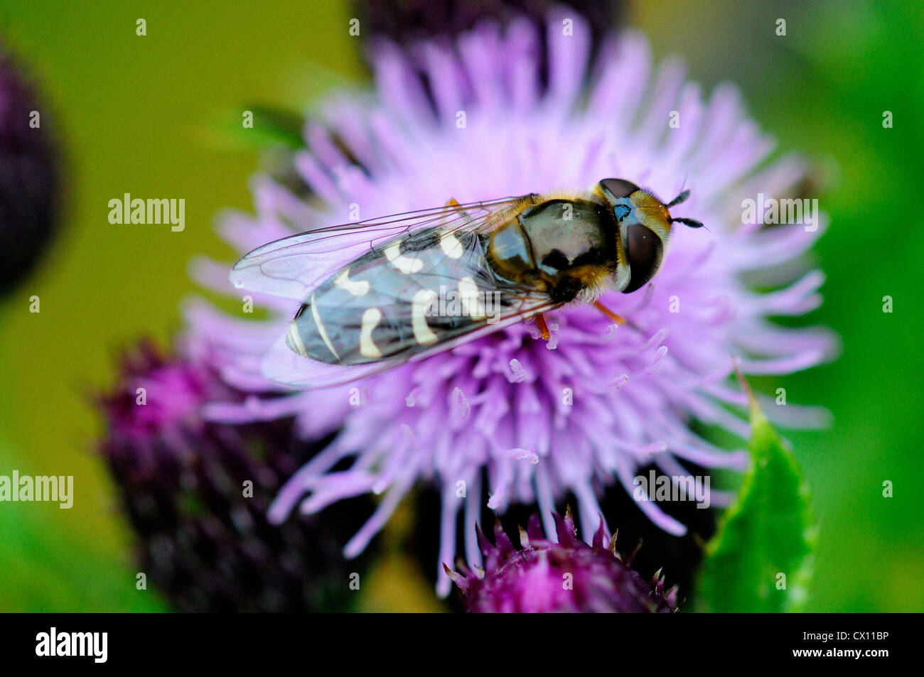 A hover-fly at rest on a thistle UK Stock Photo