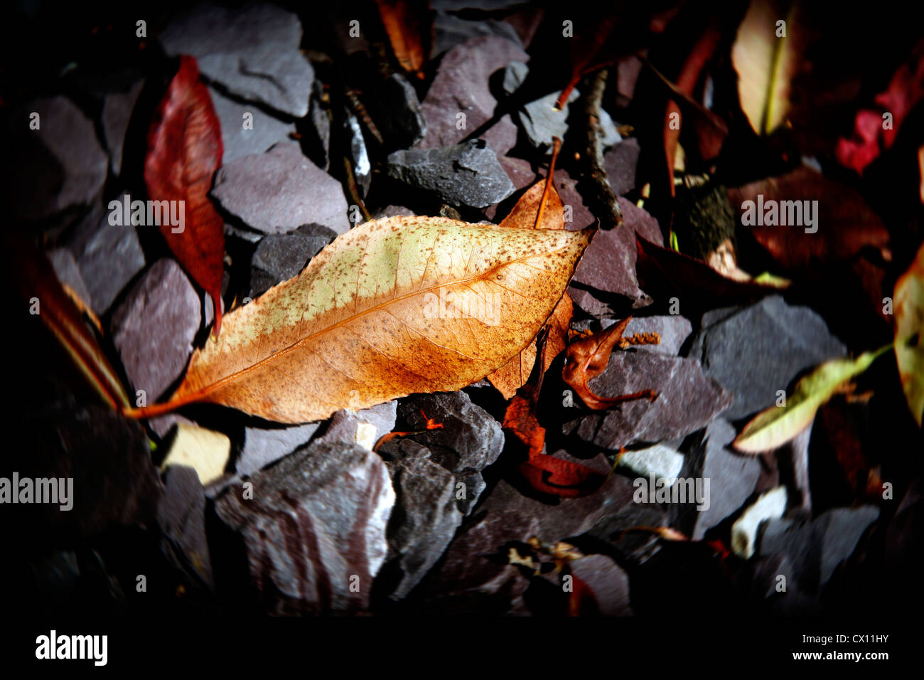 Autumn leaves on slate pebbles Stock Photo