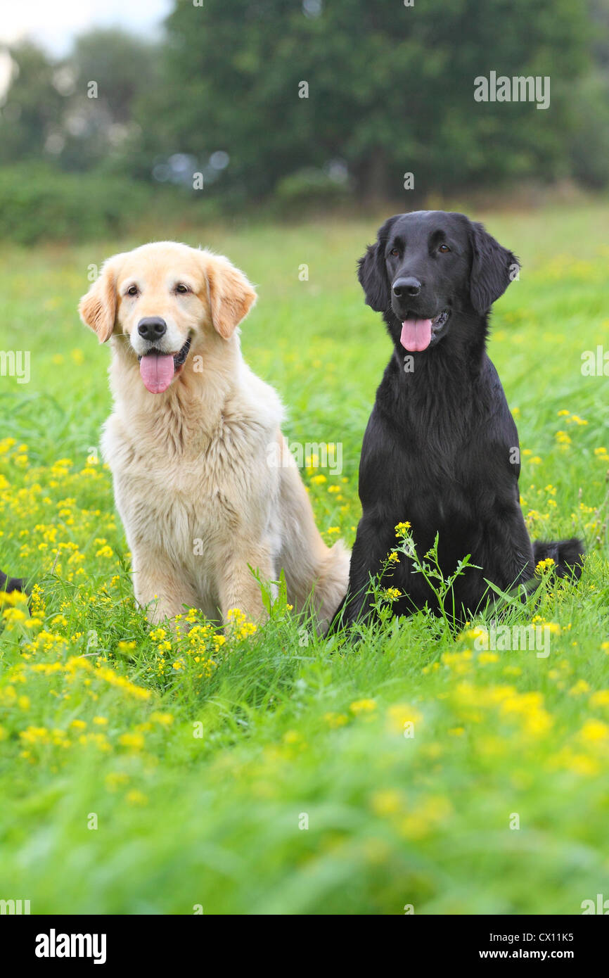 Flat Coat Retriever Pants Flat Coat Retriever Pants
