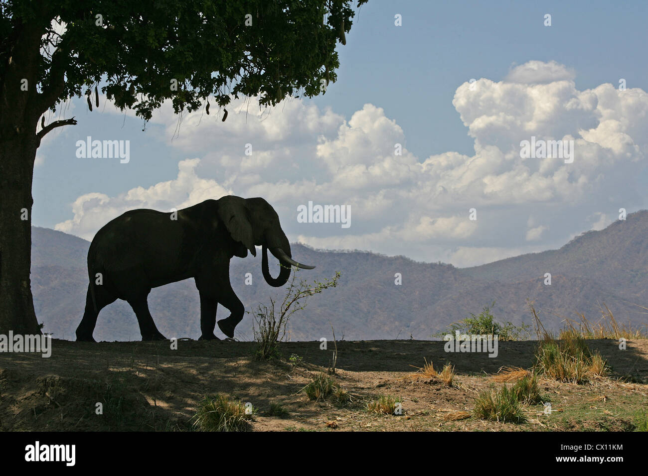 African elephant bull and sausage tree, Mana Pools, Zimbabwe Stock Photo