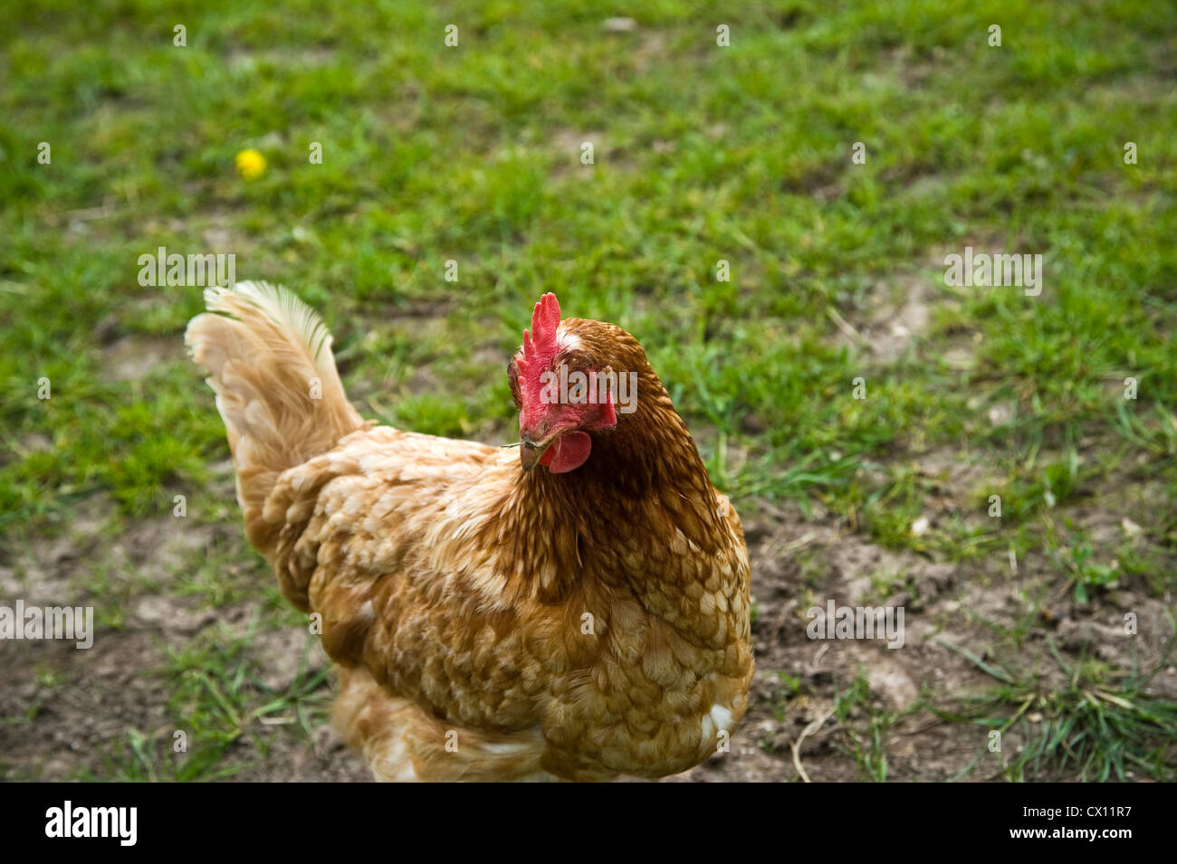 Free range chicken running wild in Wiltshire Stock Photo