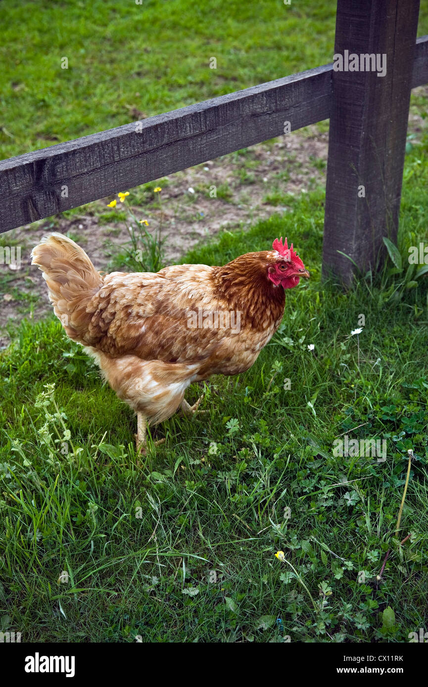 Free range chicken running wild in Wiltshire Stock Photo