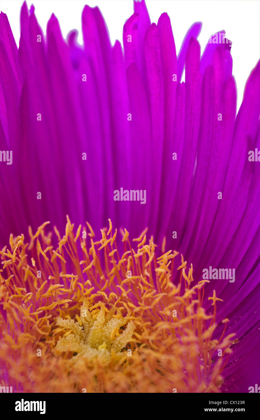 Close-up of Midday Flower (Carpobrotus acinaciformis) Stock Photo