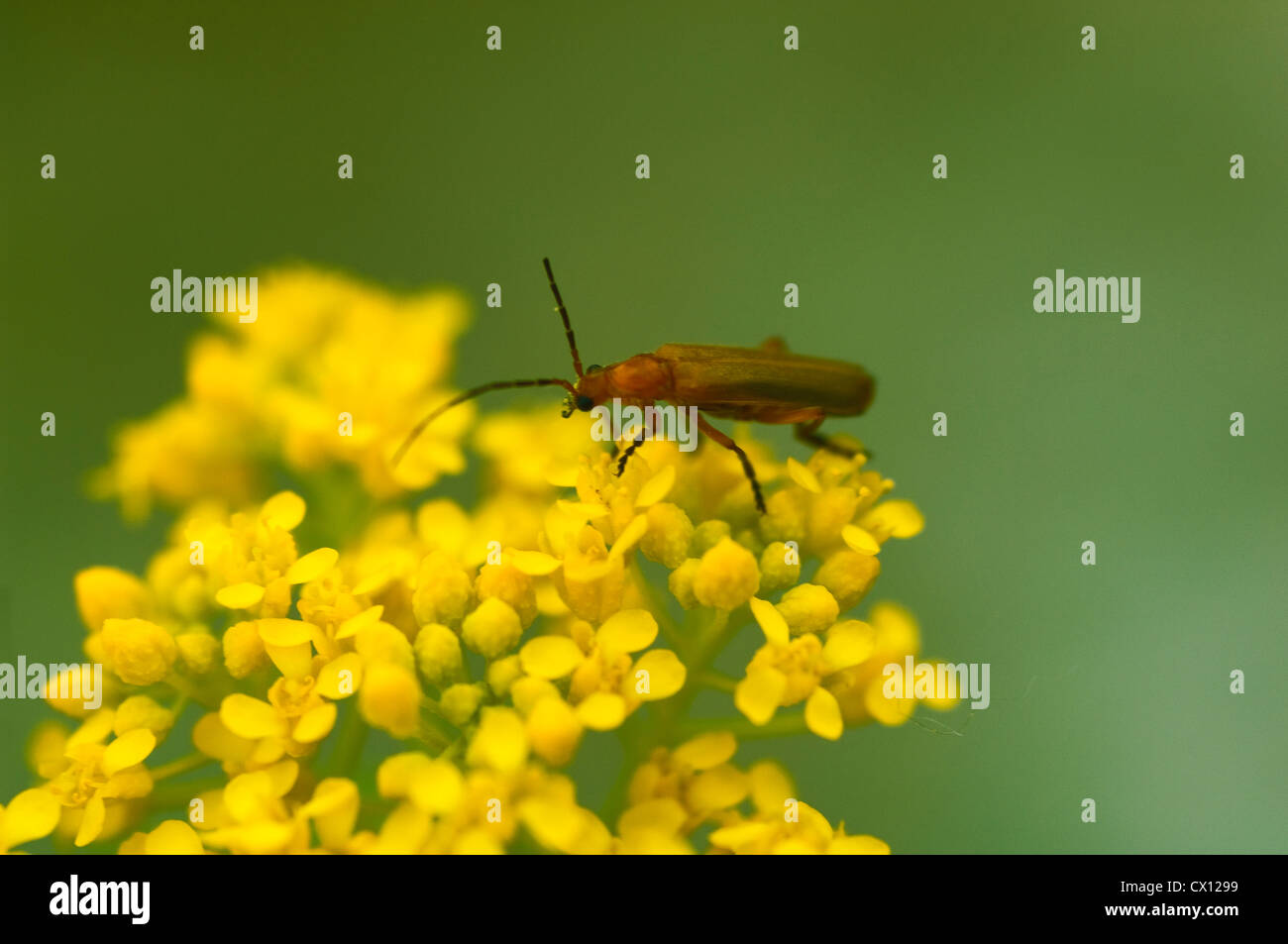 Common red soldier beetle (Rhagonycha fulva) on yellow blooms Stock