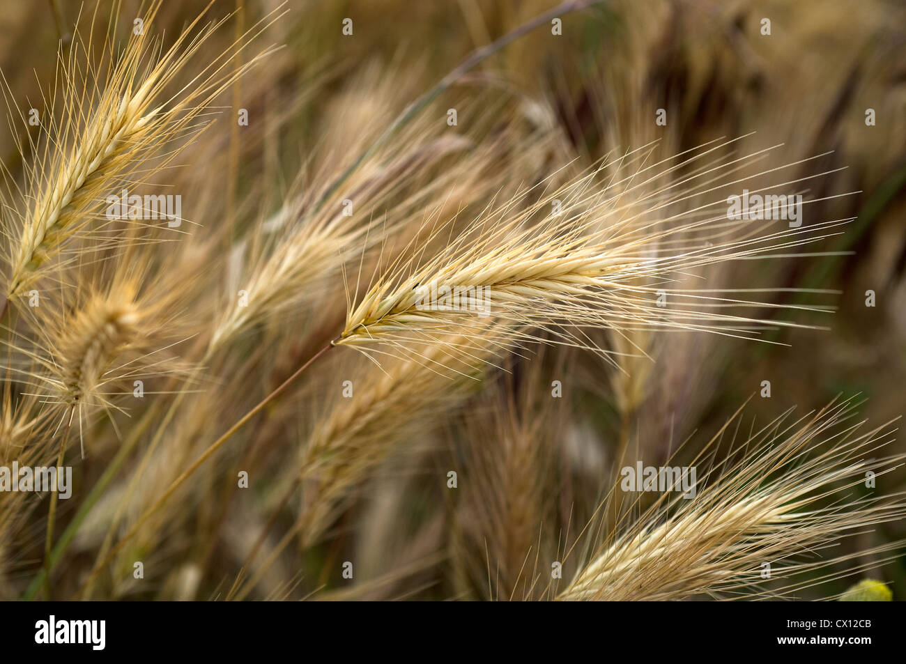 Ears of Wild Emmer (Triticum dicoccoides) Stock Photo