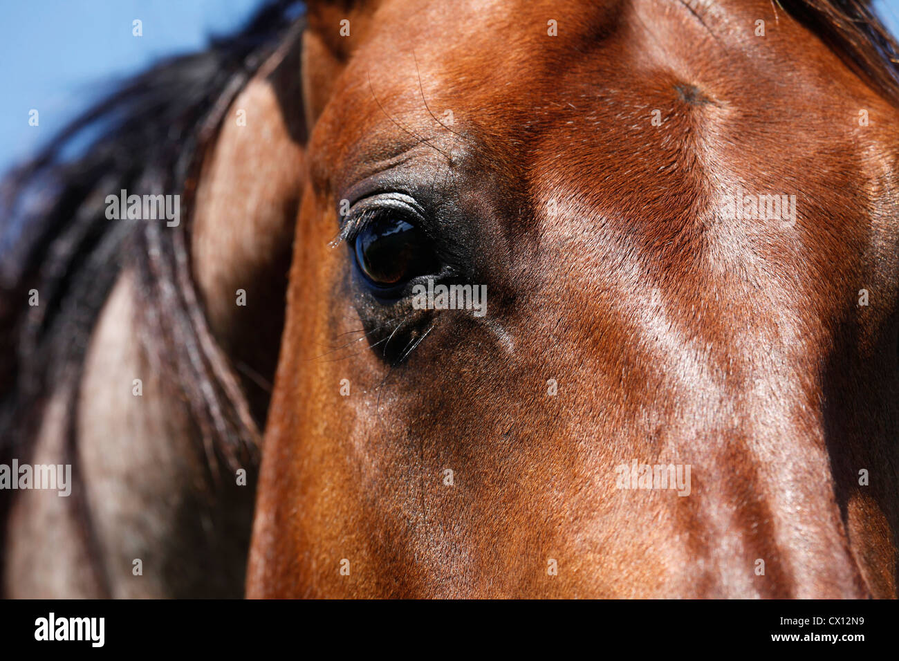 Quarter Horse eye Stock Photo