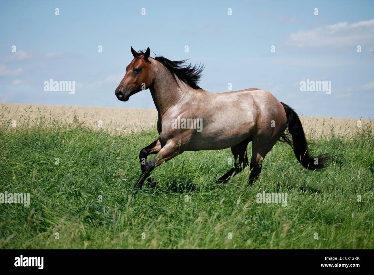 running Quarter Horse Stock Photo Alamy