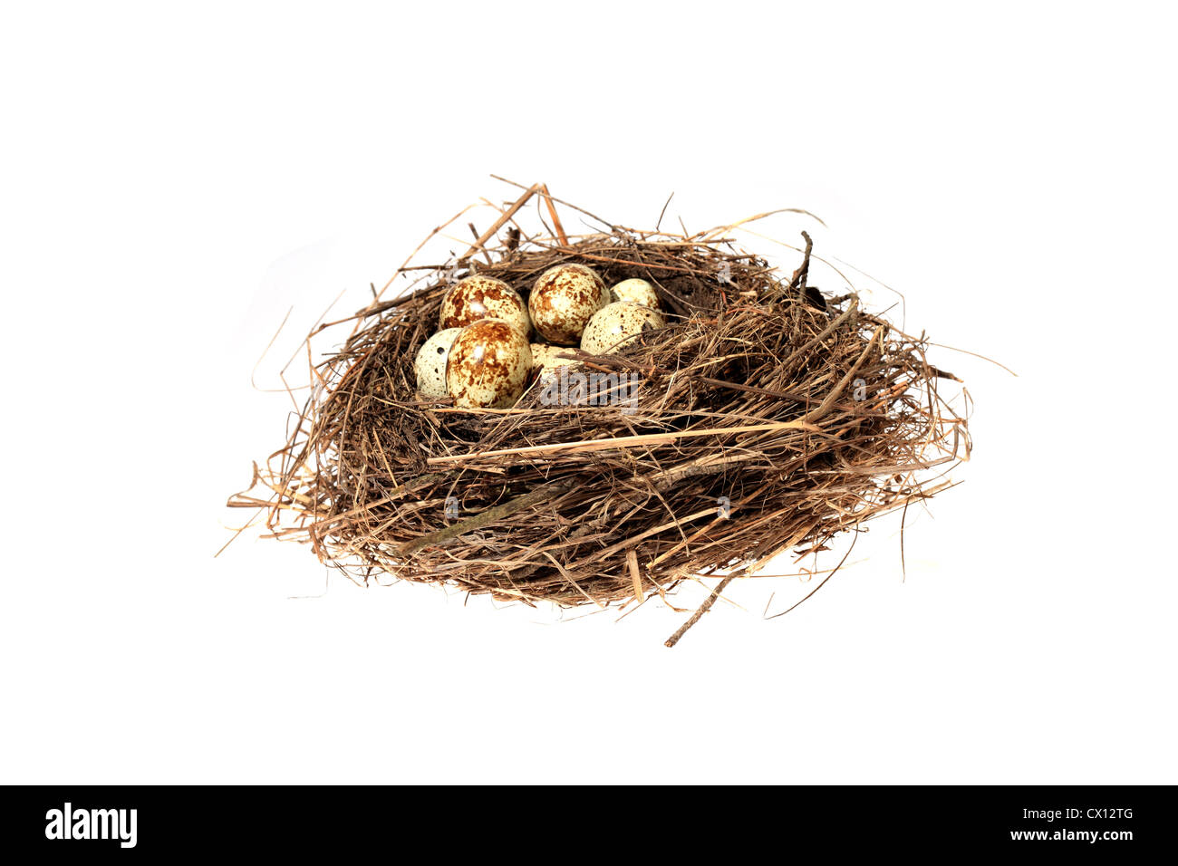 Birds nest with eggs on the white background. (isolated Stock Photo - Alamy