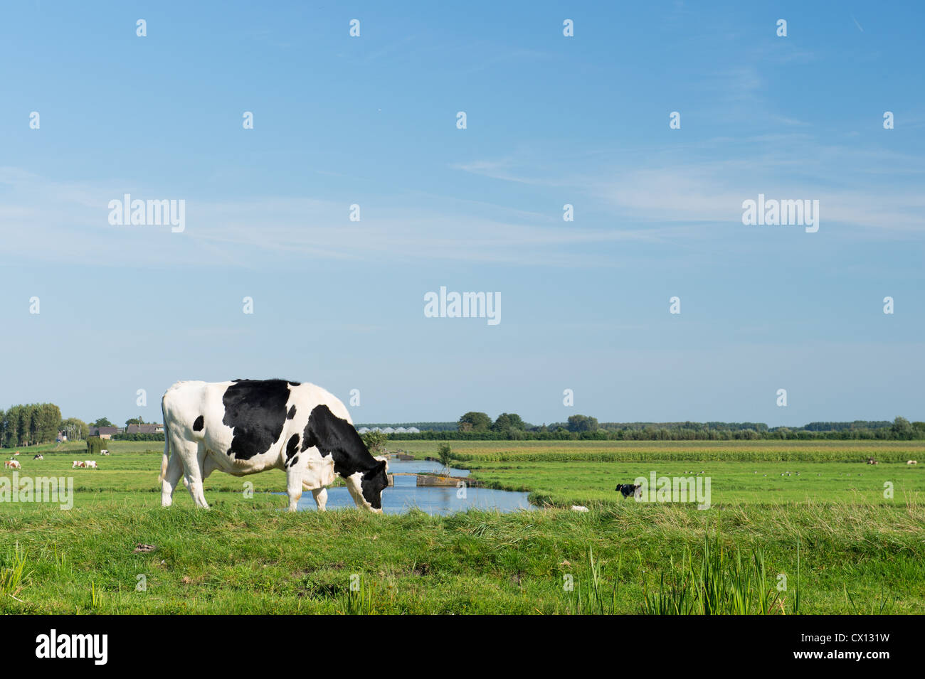 Dutch black and white cow in typical landscape Stock Photo - Alamy