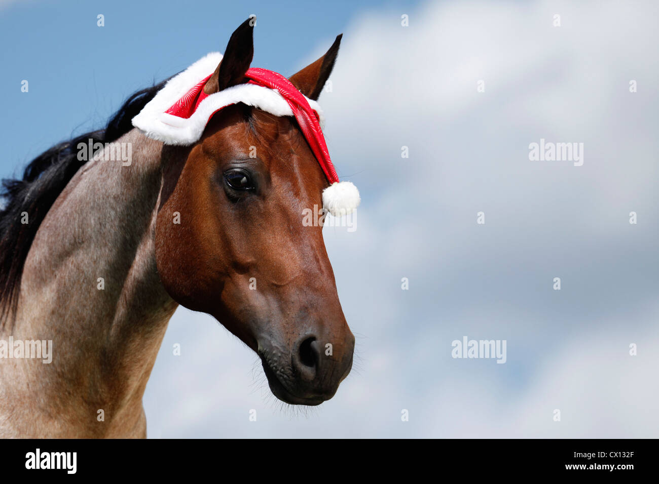 Quarter horse santa hat hires stock photography and images Alamy