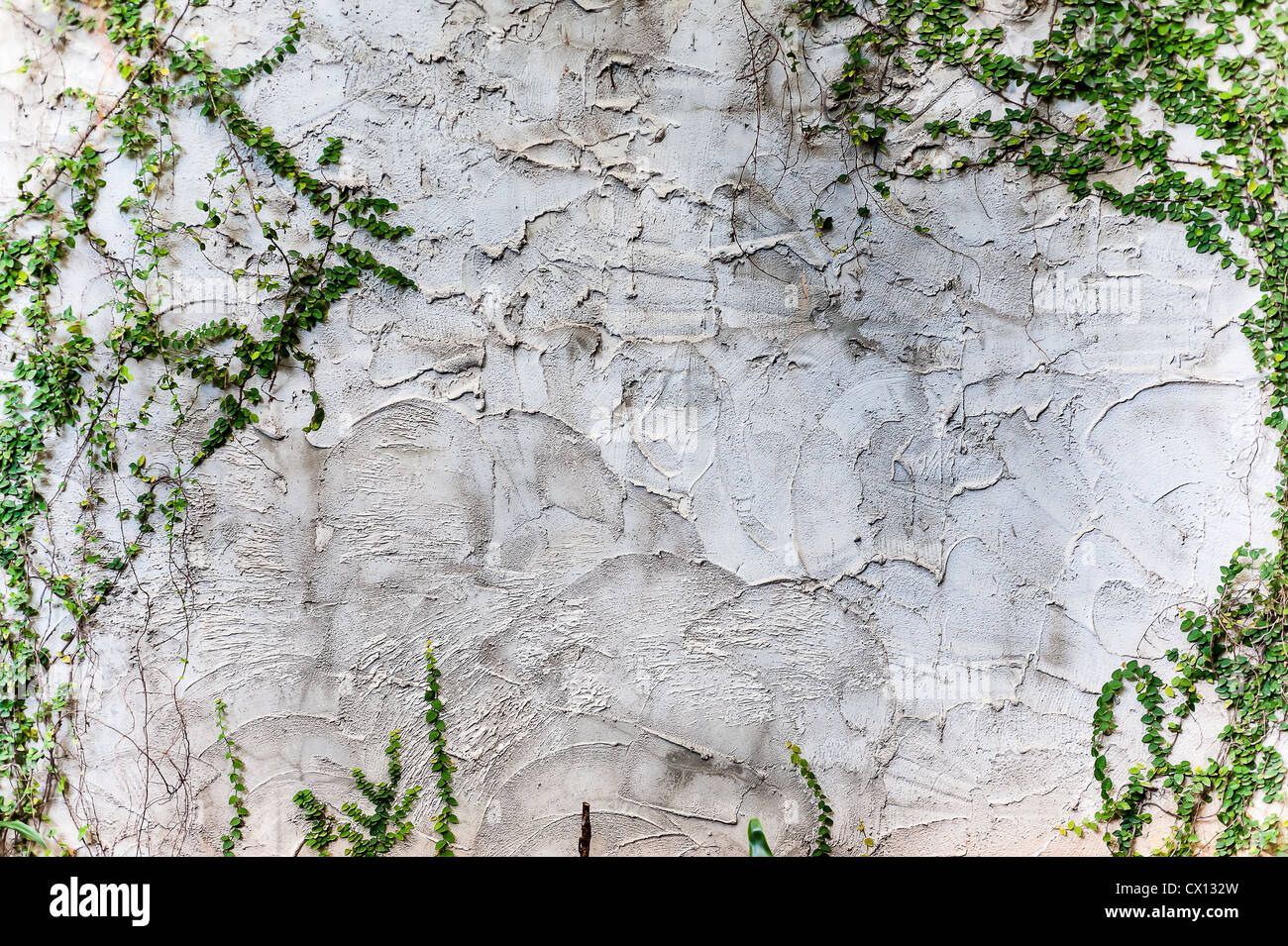 texture rough of cement wall and plant on wall Stock Photo Alamy